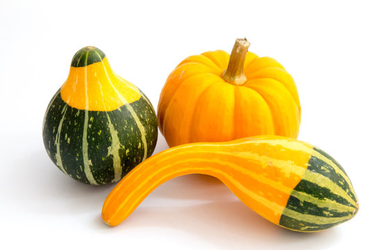 Small decorative gourds and a pumpkin - Thanksgiving decoration