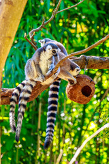 Ring-tailed Lemur