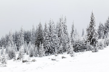 Obraz premium Winter landscape with snowy fir trees