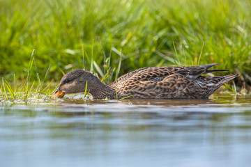 Female Gadwall feeding