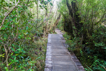 Fototapeta na wymiar Boardwalk on a trekking trail in a forest in National Park Chiloe, Chile