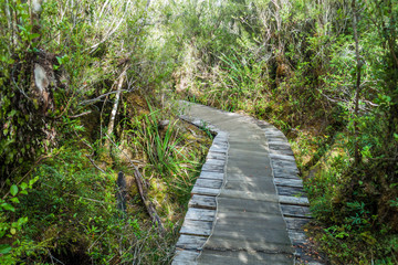 Boardwalk in a forest in National Park Chiloe, Chile