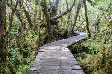Obraz premium Boardwalk on a trekking trail in a forest in National Park Chiloe, Chile
