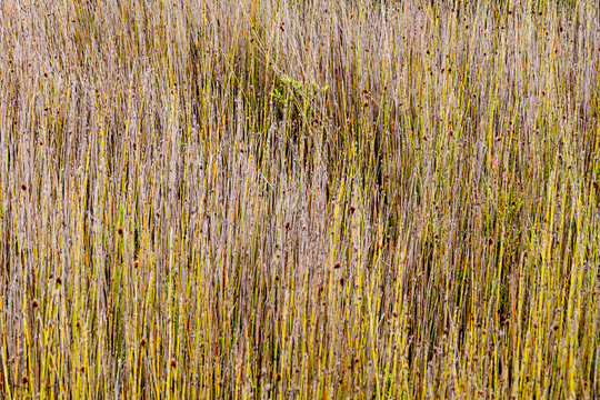 Apodasmia chilensis plant (member of family  Restionaceae) in National Park Chiloe, Chile