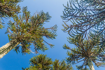 Araucaria forest in National Park Herquehue, Chile. The tree is called Araucaria araucana (commonly: monkey puzzle tree, monkey tail tree, Chilean pine)