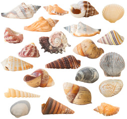 Many seashells isolated on a white background, 22 in total.