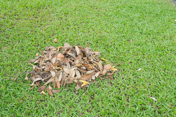 Dry leaf pile in park