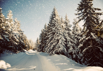 Winter landscape with snowy fir trees