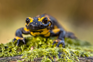 Frontal view of a Fire salamander in natural setting