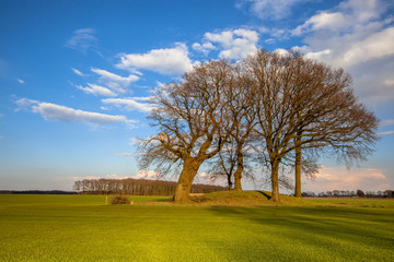 Large Trees on a tumulus grave mound