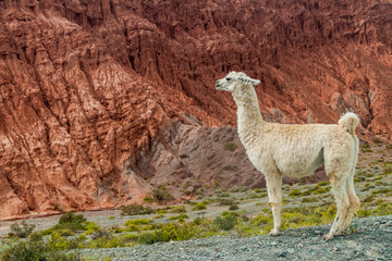 White lama in front of colorful rock formations near Purmamarca village (Quebrada de Humahuaca valley), Argentina