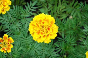 Frash Marigolds (Tagetes erecta, Mexican marigold, Aztec marigol