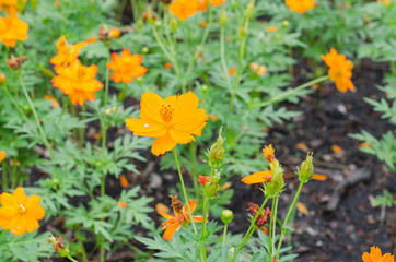 Obraz premium Pot marigold (Calendula officinalis)