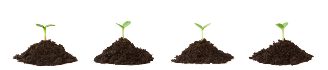 Four plants / seedlings growing in piles of dirt, on a white background