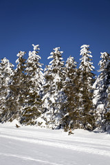 Winter landscape with snowy fir trees