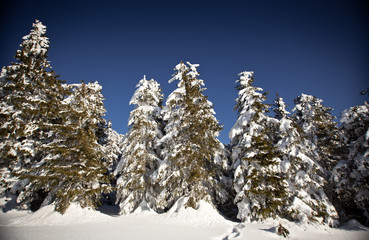 Winter landscape with snowy fir trees