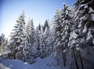 Winter landscape with snowy fir trees