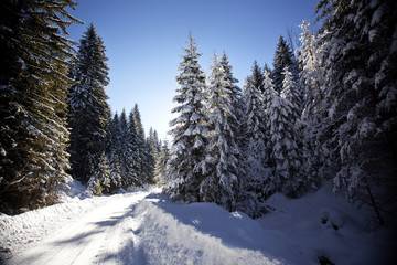 Winter landscape with snowy fir trees