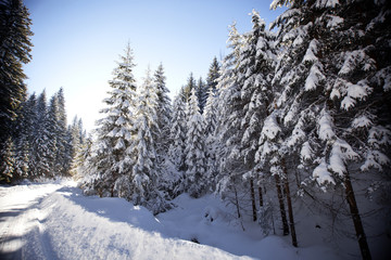 Winter landscape with snowy fir trees