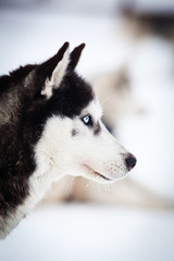Husky portrait