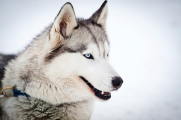 Husky portrait © Melinda Nagy