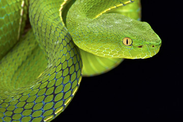 Gumprecht's green pitviper (Trimeresurus gumprechti )