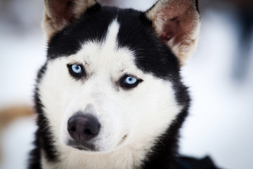 Husky portrait