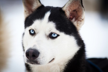 Husky portrait