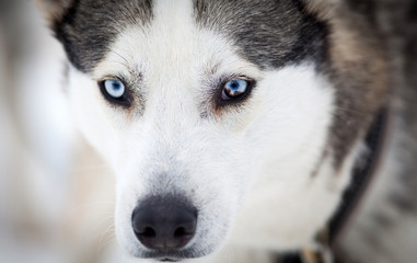Husky portrait