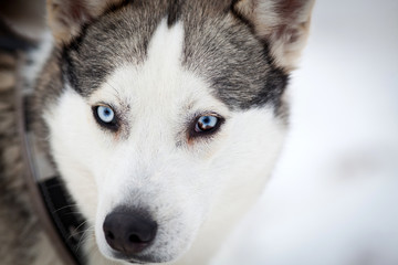 Husky portrait