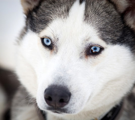 Husky portrait