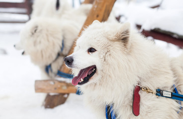 Cute samoyed dog in the winter