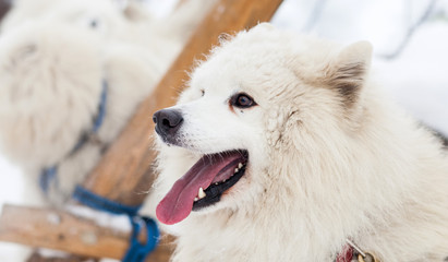 Cute samoyed dog in the winter