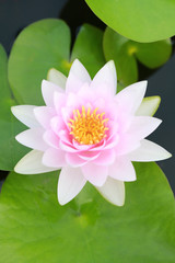 Pink lotus in a pond with bloom in the Morning.