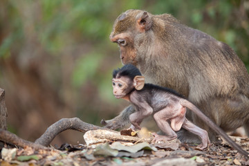 Fototapeta na wymiar monkey