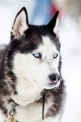 Obraz premium Husky portrait