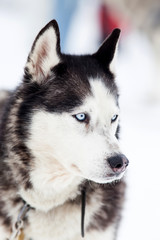 Husky portrait