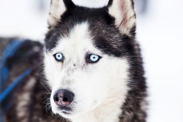 Husky portrait