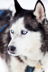 Husky portrait