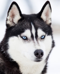 Husky portrait
