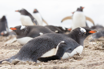 Gentoo penguin lying on her rock nest.