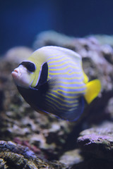 Fototapeta na wymiar Emperor angelfish or Pomacanthus imperator fish.