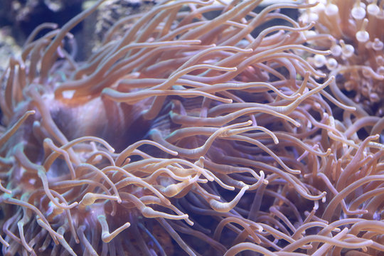 Heteractis magnifica anemone in underwater.