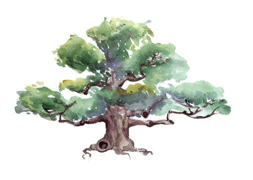 oak watercolor