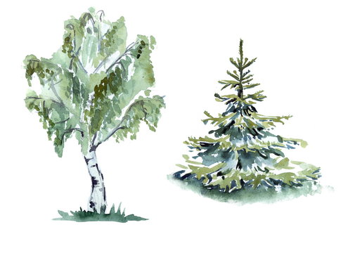 fir tree and birch watercolor