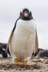 Gentoo Penguin standing by it's nest. Falkland Islands.