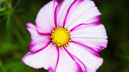 Obraz premium Цветок Космея 