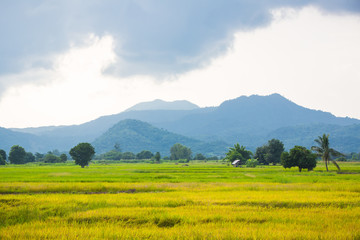 Fototapeta na wymiar Gold rice field with the blue sky.