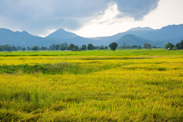 Fototapeta premium Gold rice field with the blue sky.