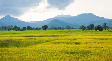 Gold rice field with the blue sky.